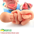 SELL 12470 Human Childbirth Delivery Procedure Anatomy Model Consists